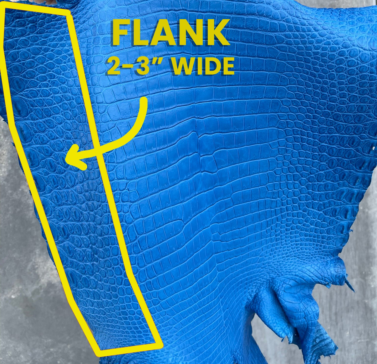 American Alligator Flanks - 60% OFF!